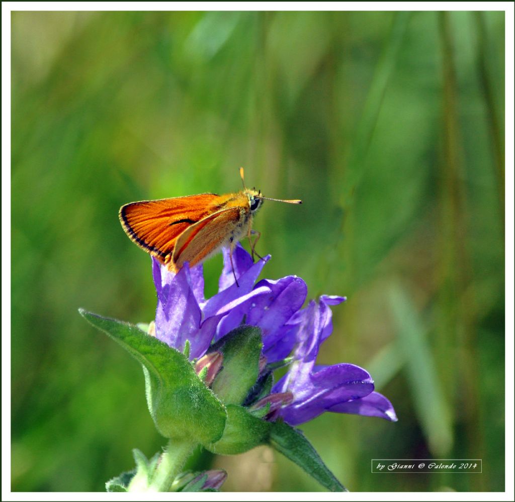 Thymelicus sylvestris